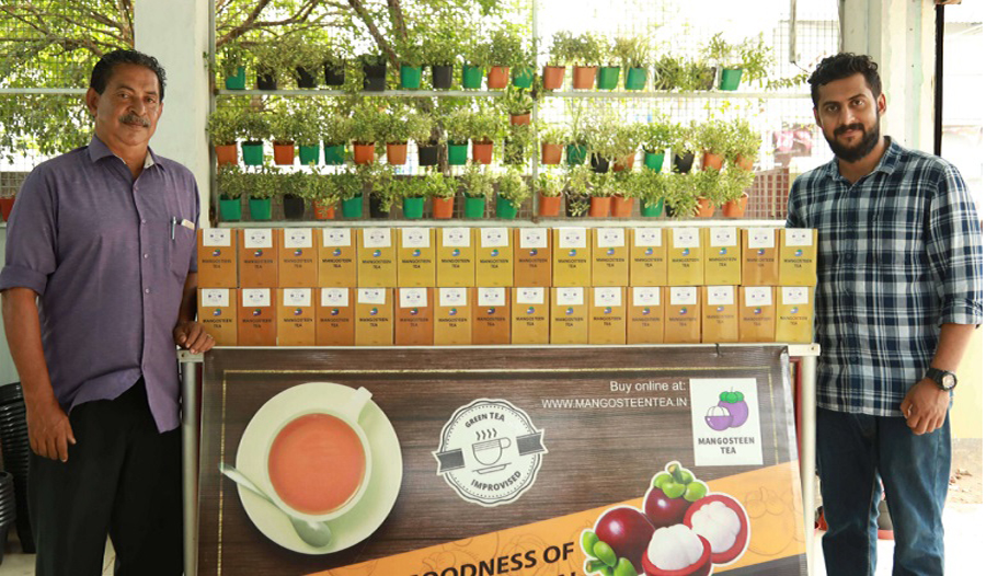 Mangostee fruit tea products and small mangosteen fruit plants . best herbal tea for weight loss and better health.