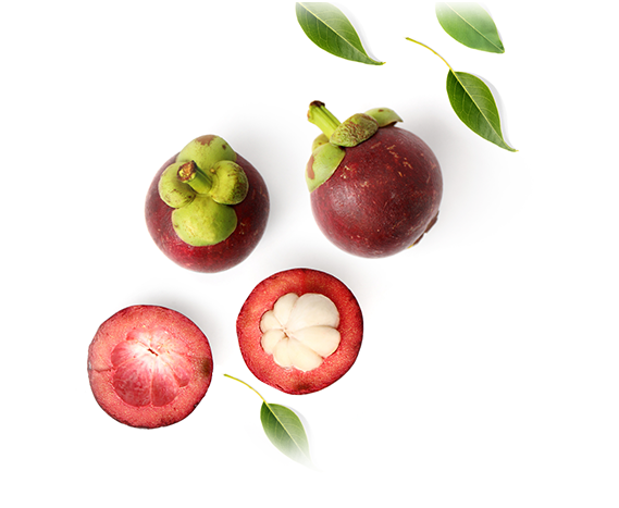 Mangosteen fruit displaying the inside half of the mangosteen fruit. Mangosteen tea is the best herbal tea for weight loss.