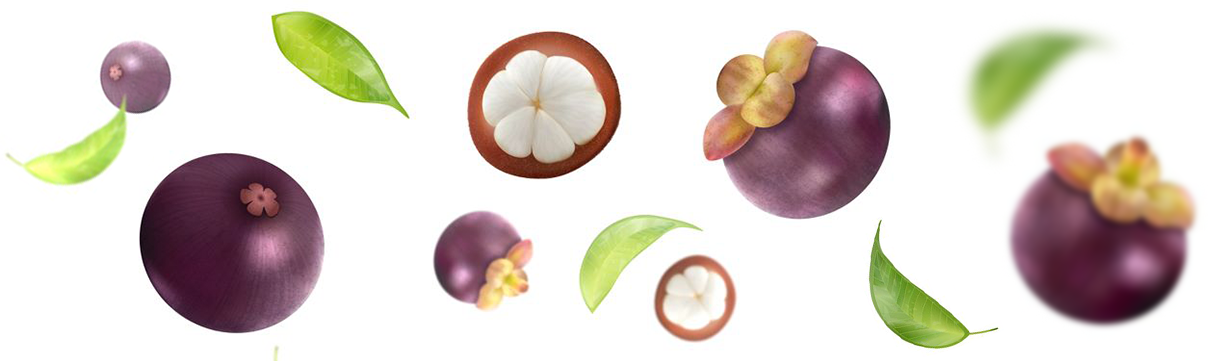 Mangosteen fruit in purple and mangosteen fruit plant leaves in green. best green tea substitute for weight loss .herbal tea